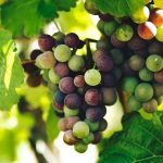 grapes on trunk photography