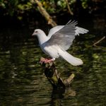 a white bird flying over a body of water