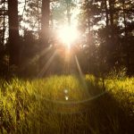 sunlight through trees